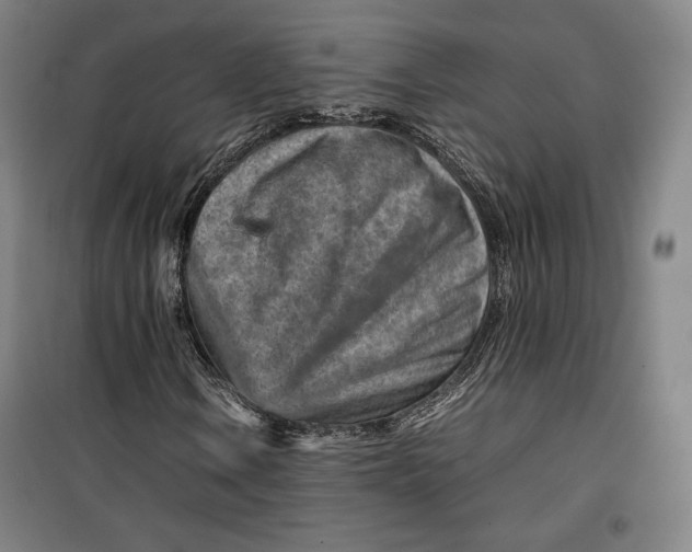 X0000099531106200806061425