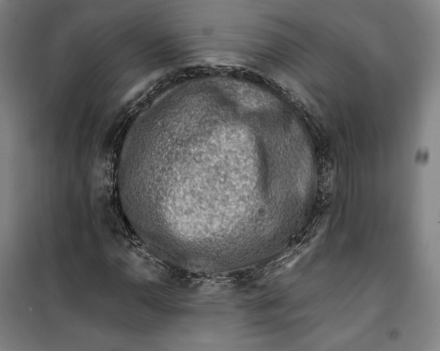 X0000099531110200806061425