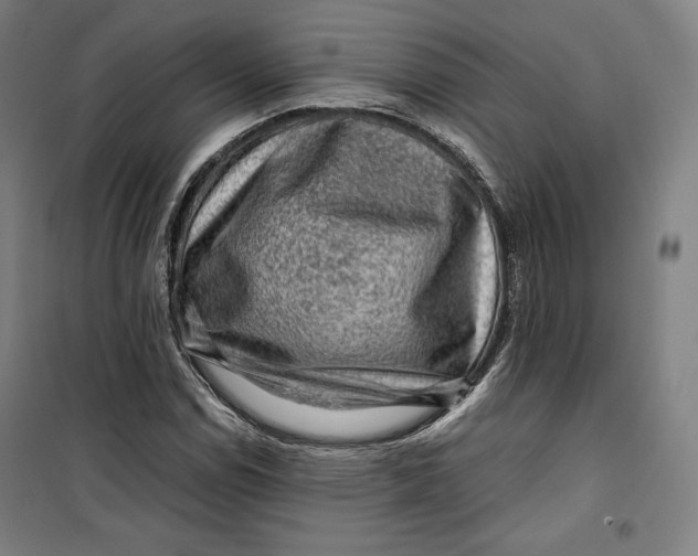 X0000099531114200806061425