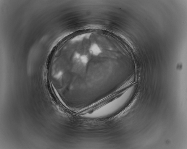 X0000099531117200806061425