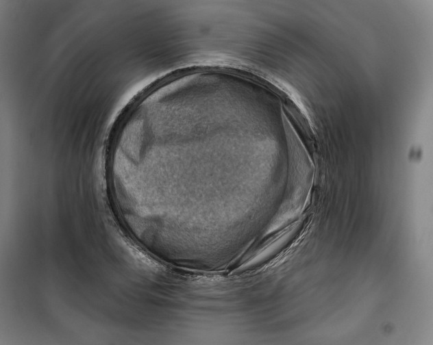 X0000099531120200806061425