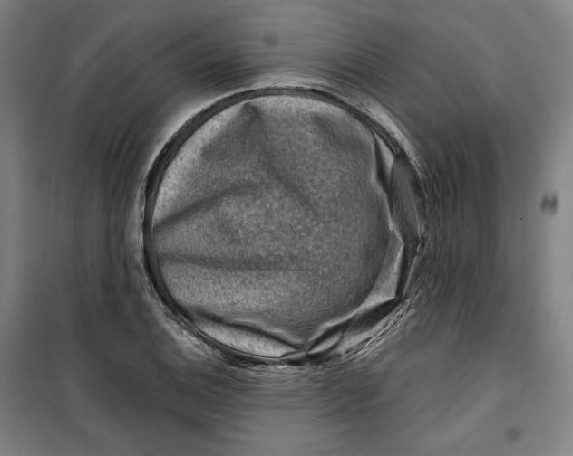 X0000099531124200806061425