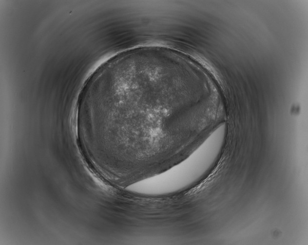 X0000099531127200806061425