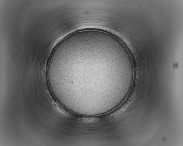 X0000099531129200806061425