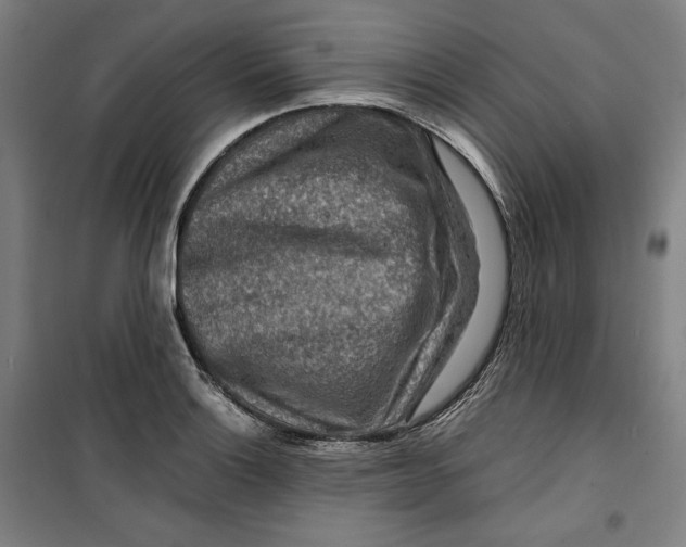 X0000099531132200806061425