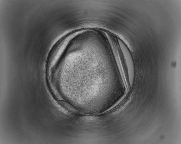 X0000099531134200806061425