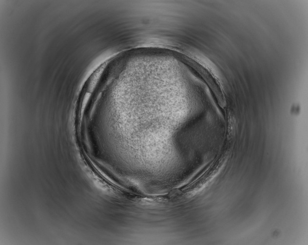 X0000099531138200806061425