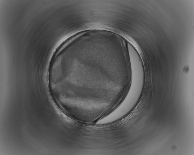 X0000099531144200806061425