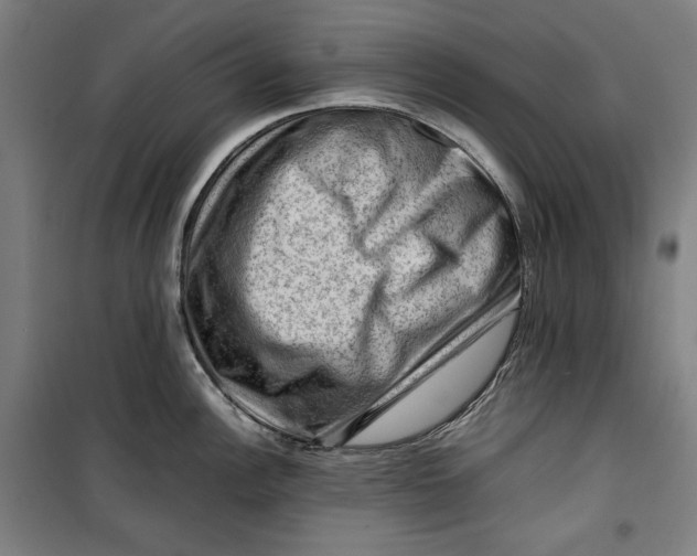 X0000099531148200806061425