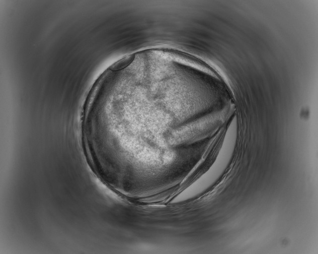 X0000099531151200806061426