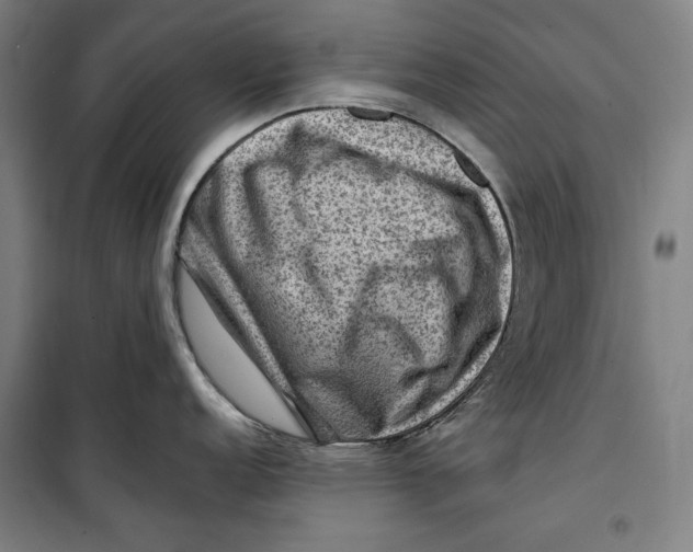 X0000099531152200806061426