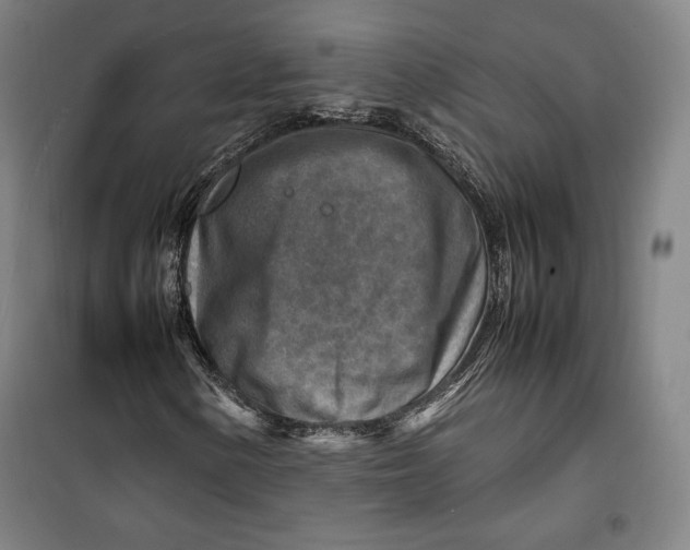 X0000099531154200806061425