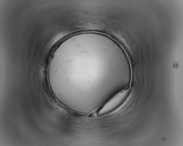 X0000099531163200806061425