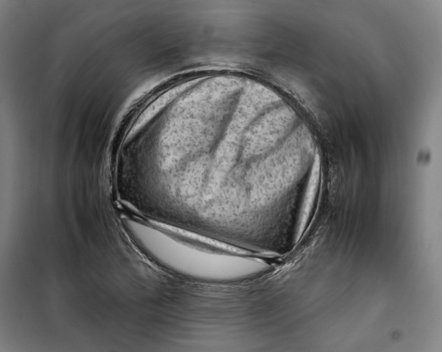 X0000099531172200806061425