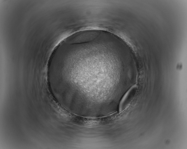 X0000099531173200806061425