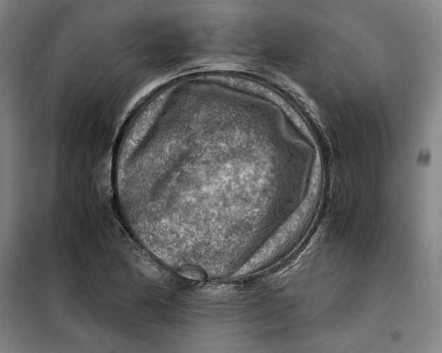 X0000099531174200806061425