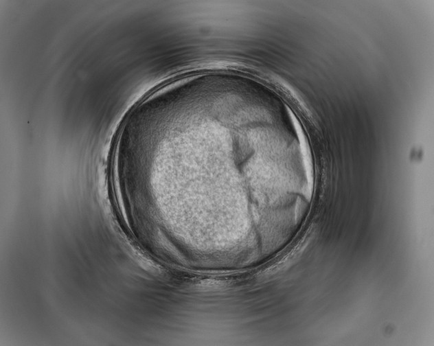 X0000099531178200806061424