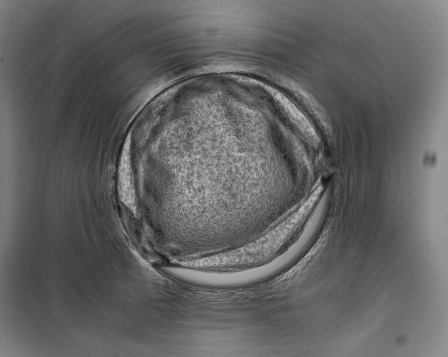 X0000099531185200806061424