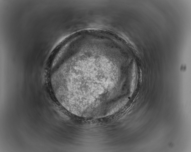 X0000099531208200806061424