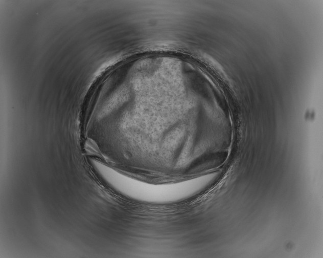 X0000099531218200806061424