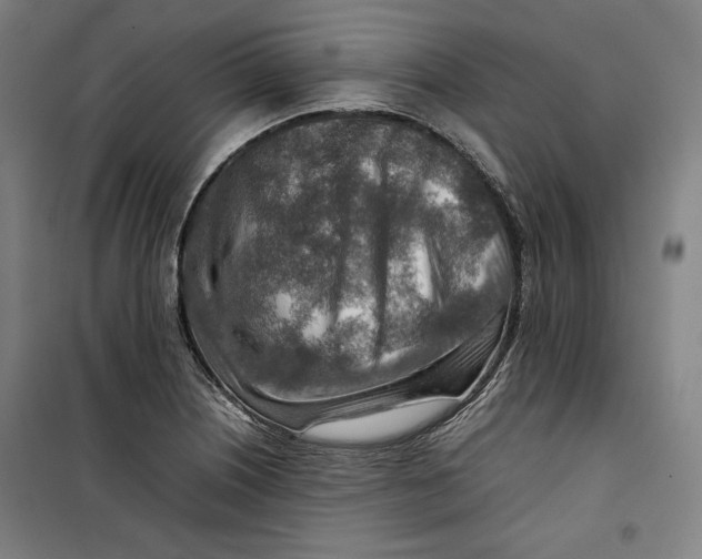 X0000099531226200806061424