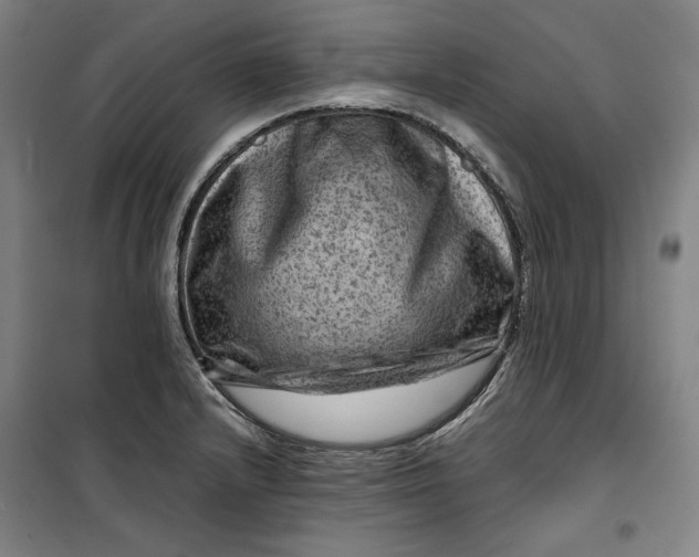 X0000099531232200806061424