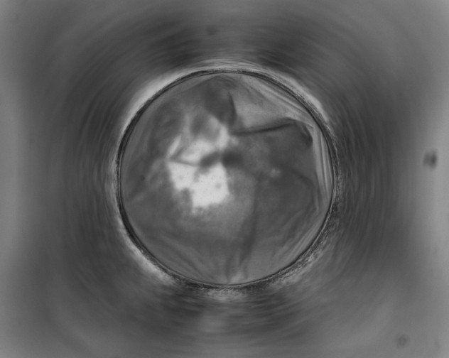 X0000099531239200806061424