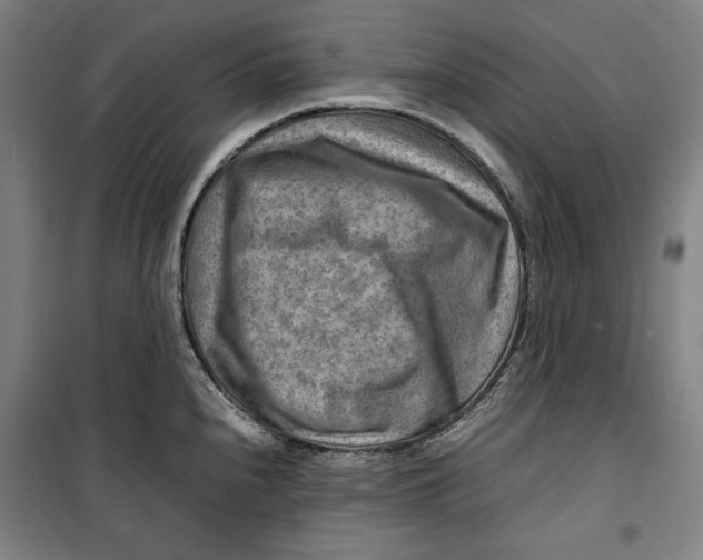 X0000099531240200806061424