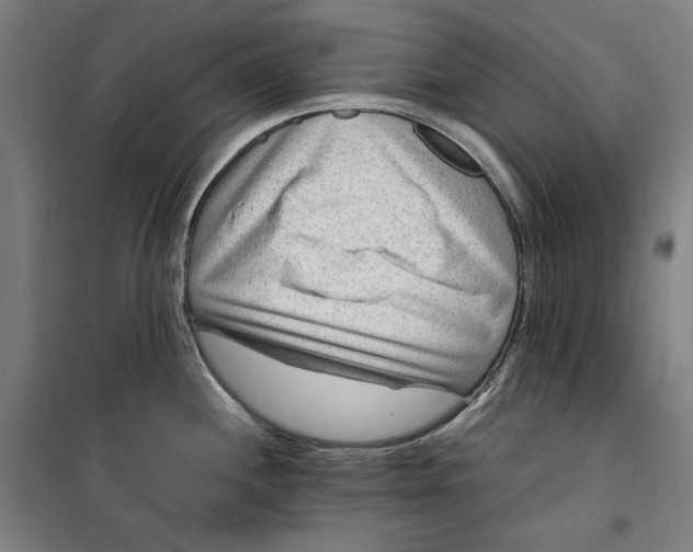 X0000099531244200806061424