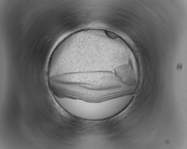 X0000099531248200806061424