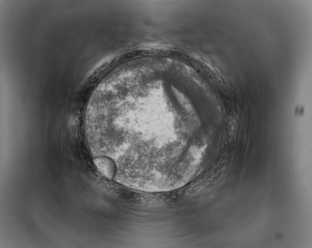 X0000099531254200806061423