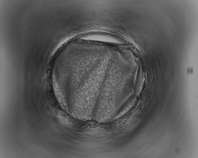 X0000099531256200806061423