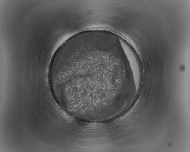 X0000099531277200806061423