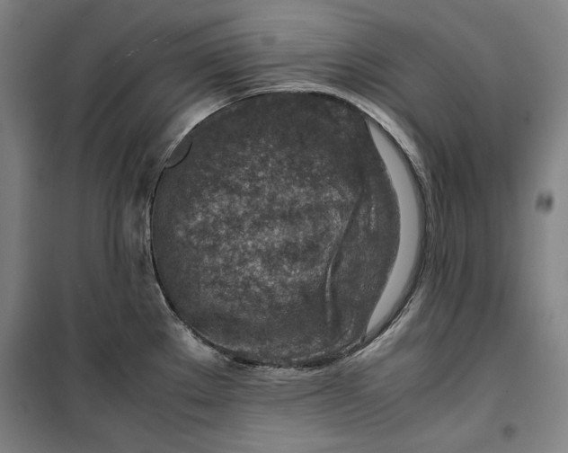 X0000099531289200806061423