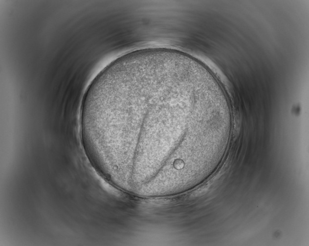 X0000099531294200806061423