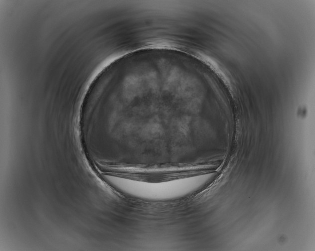 X0000099531331200806061423