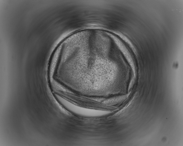 X0000099531333200806061423