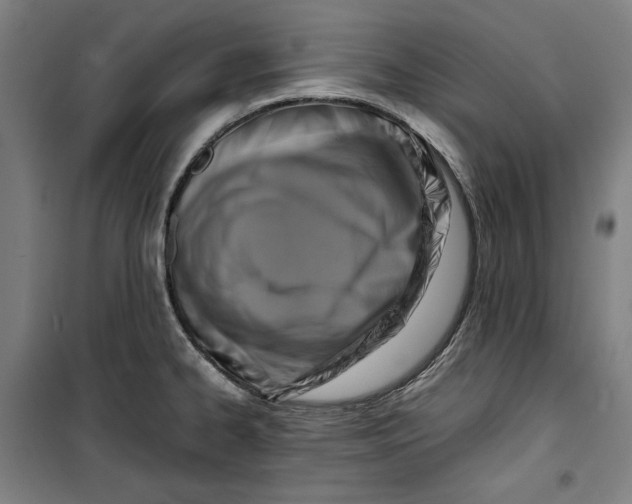 X0000099531334200806061423