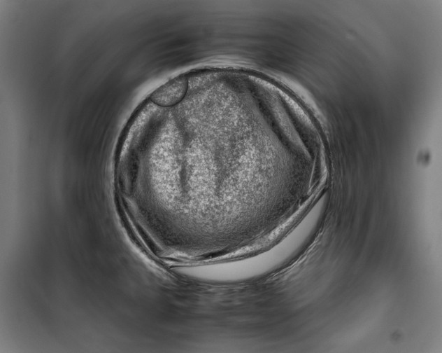 X0000099531335200806061423