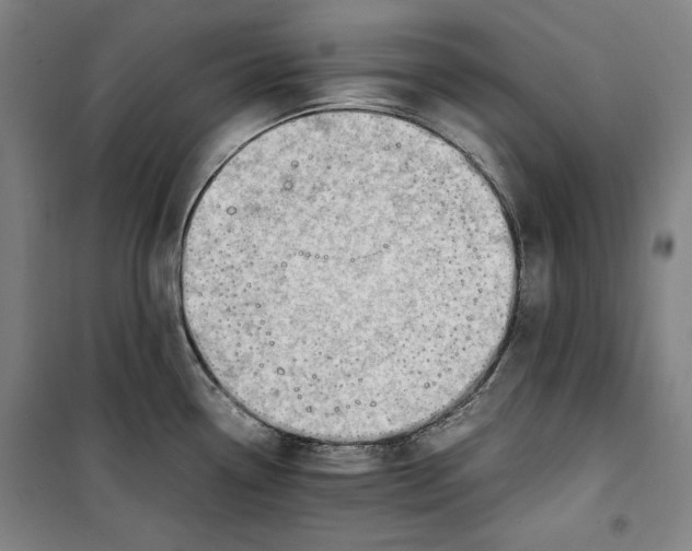 X0000099531338200806061423