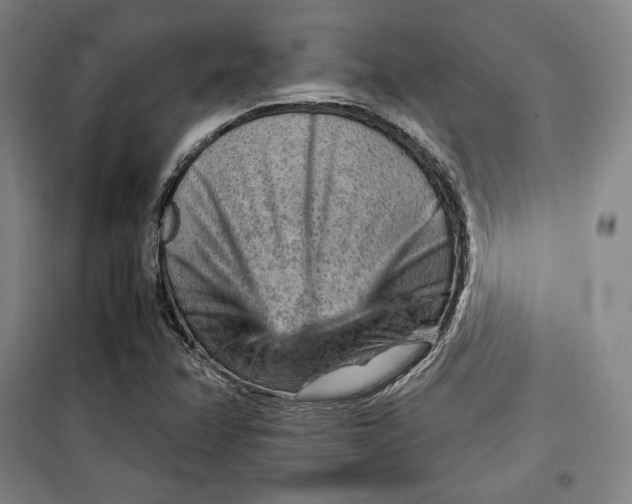 X0000099531358200806061422