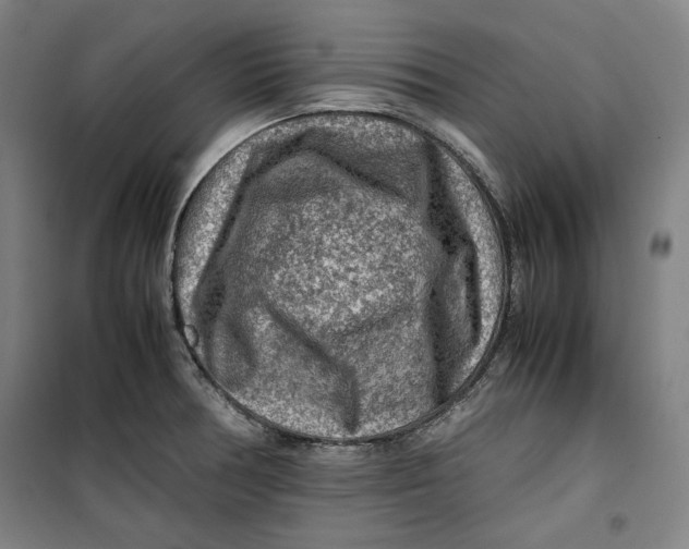 X0000099531378200806061422