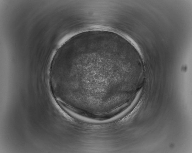 X0000099531381200806061421