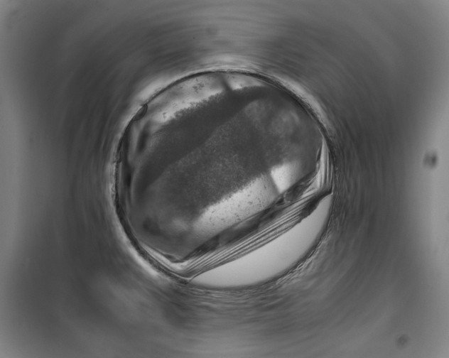 X0000099531383200806061421