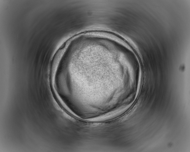 X0000099531390200806061421