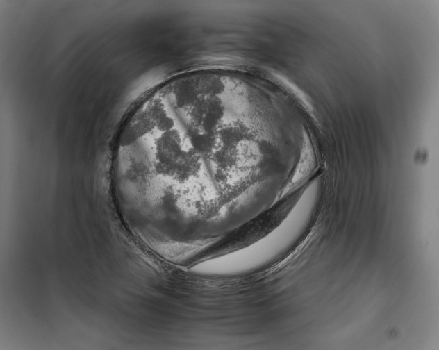 X0000099531411200806061421