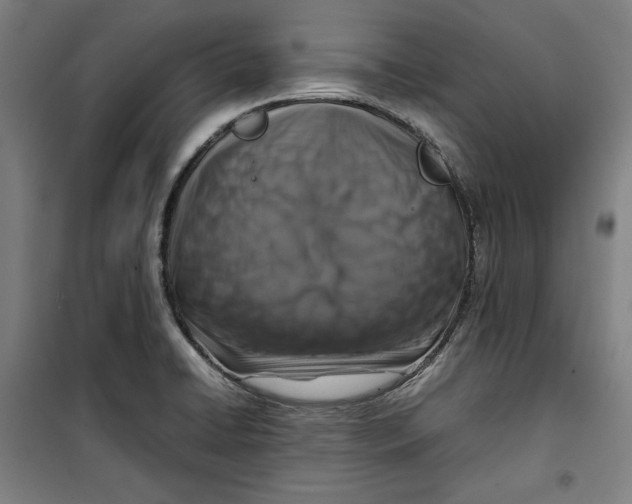 X0000099531422200806061421