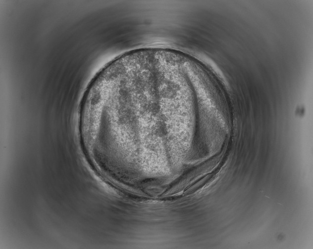 X0000099531424200806061421