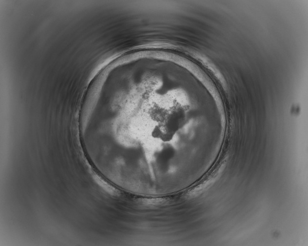 X0000099531425200806061421