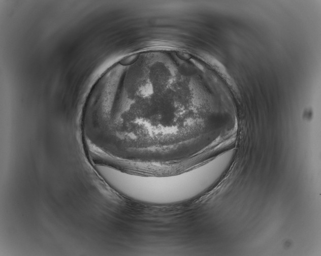 X0000099531427200806061421